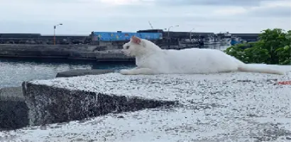 【群眾募資亮點觀測站】三級警戒下的群眾募資在紅什麼?